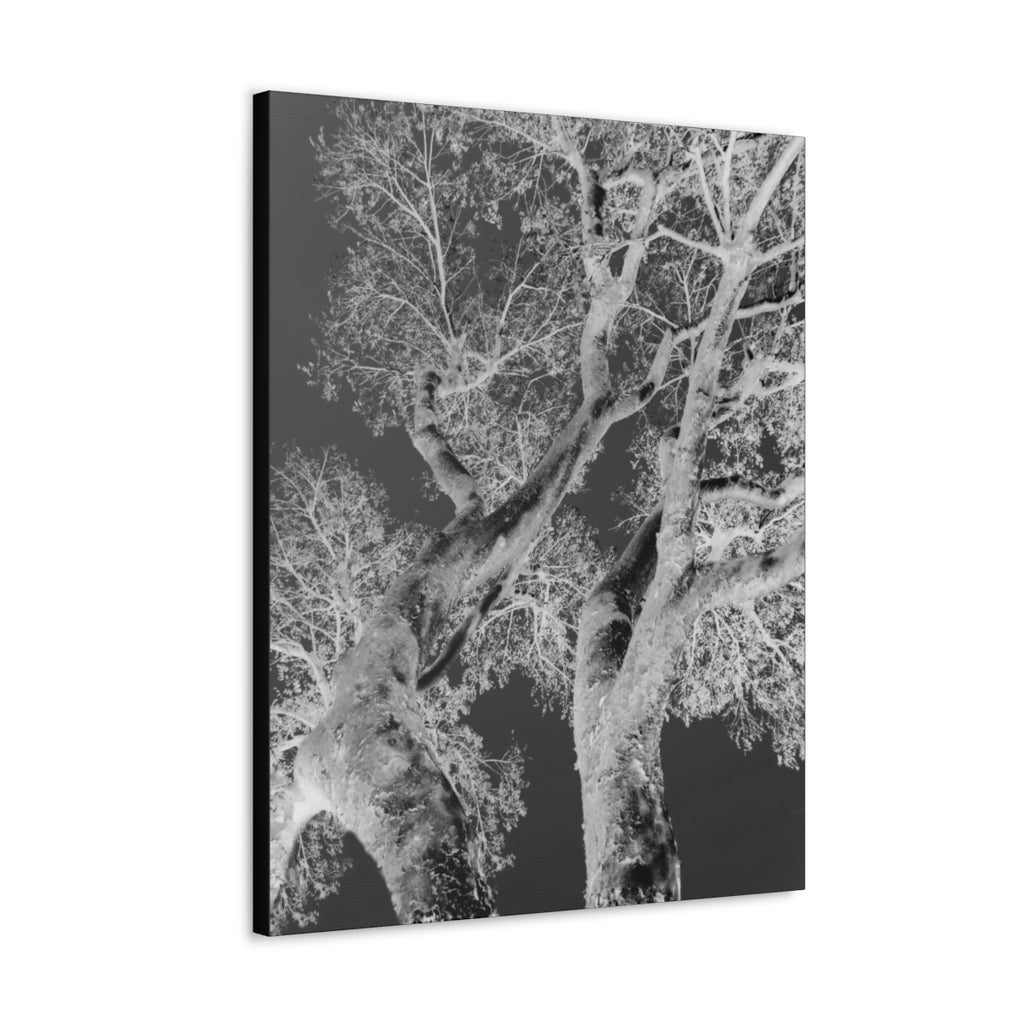 "Silver Tree' - Wall Art Canvas Print Black/White/Gray